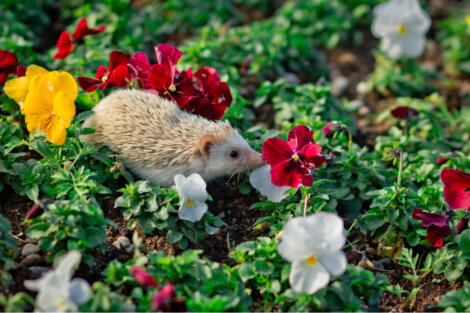 Um ouriço em um campo de flores.