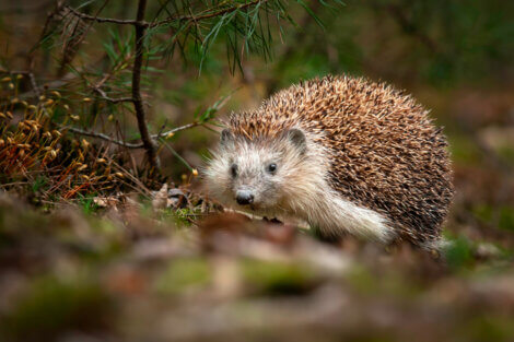 Um grande ouriço na floresta.