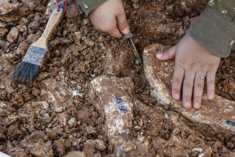 Um paleontólogo descobre um osso.