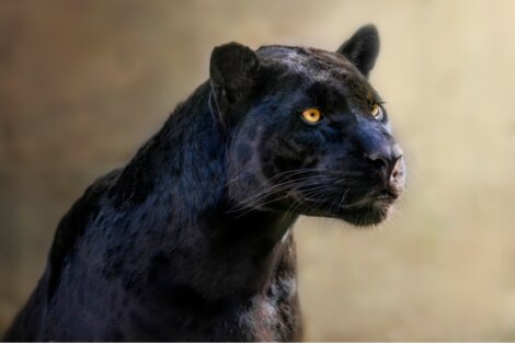 Um dos animais melanísticos.