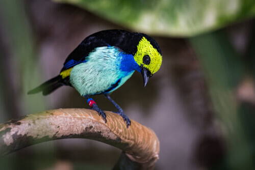 Sete-cores-da-amazônia: características e alimentação