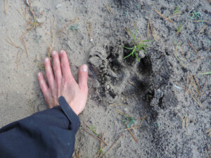En tierra de todos: o documentário do WWF
