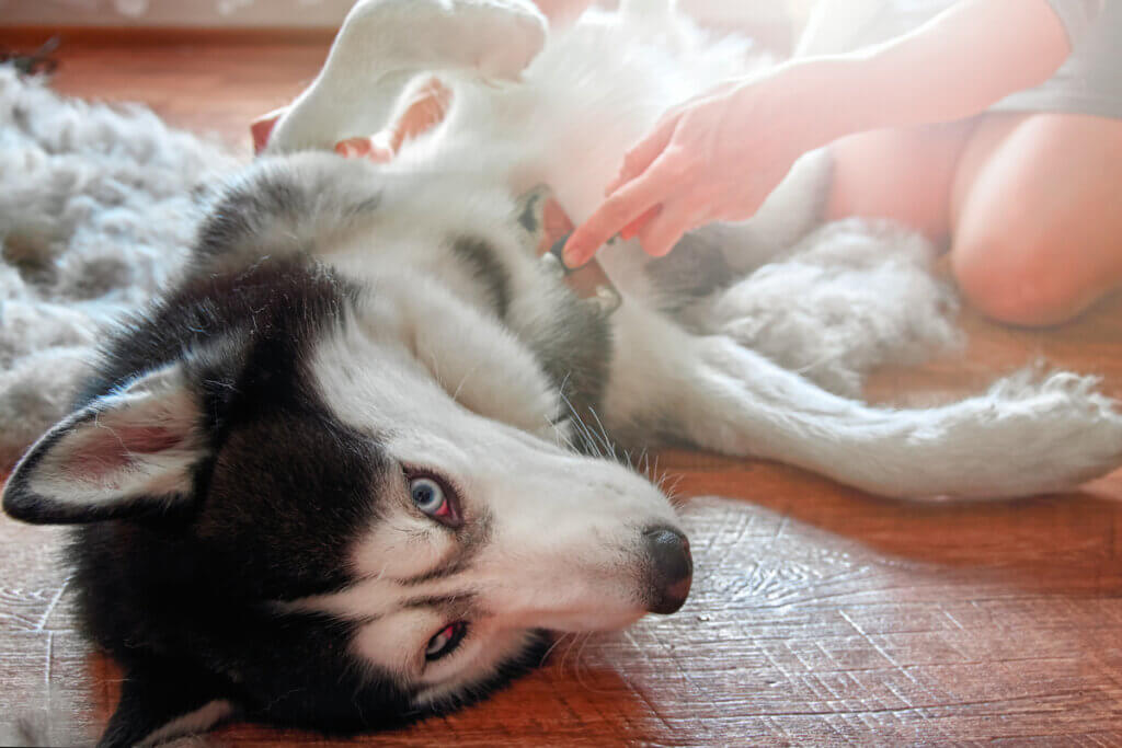 Problemas digestivos em cães: sintomas e causas