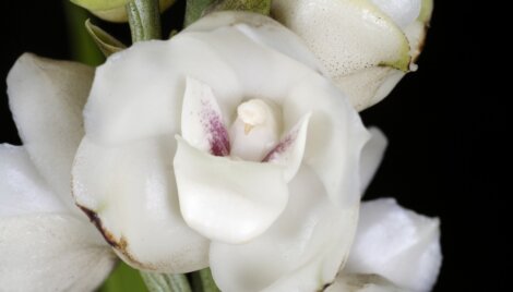 Uma das plantas que parecem animais.