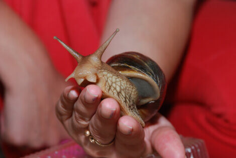Um caracol gigante de frente.