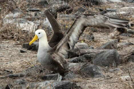 Albatroz-das-galápagos: um dos animais ameaçados de extinção no Equador.