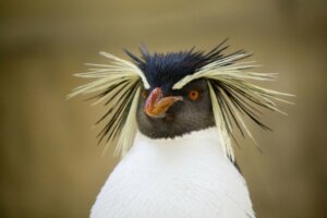 6 curiosidades do pinguim-de-penacho-amarelo