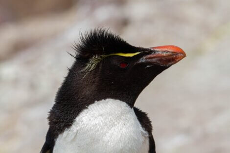 Um filhote de pinguim-de-penacho-amarelo.