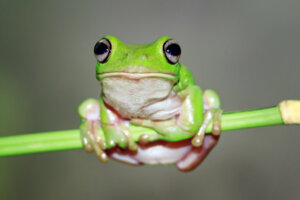 As técnicas de sobrevivência das rãs