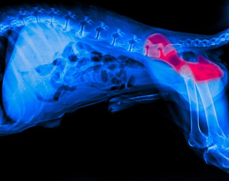 Radiografia de displasia de quadril em cães.