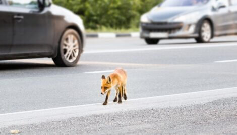 Uma foto que exemplifica raposas urbanas.