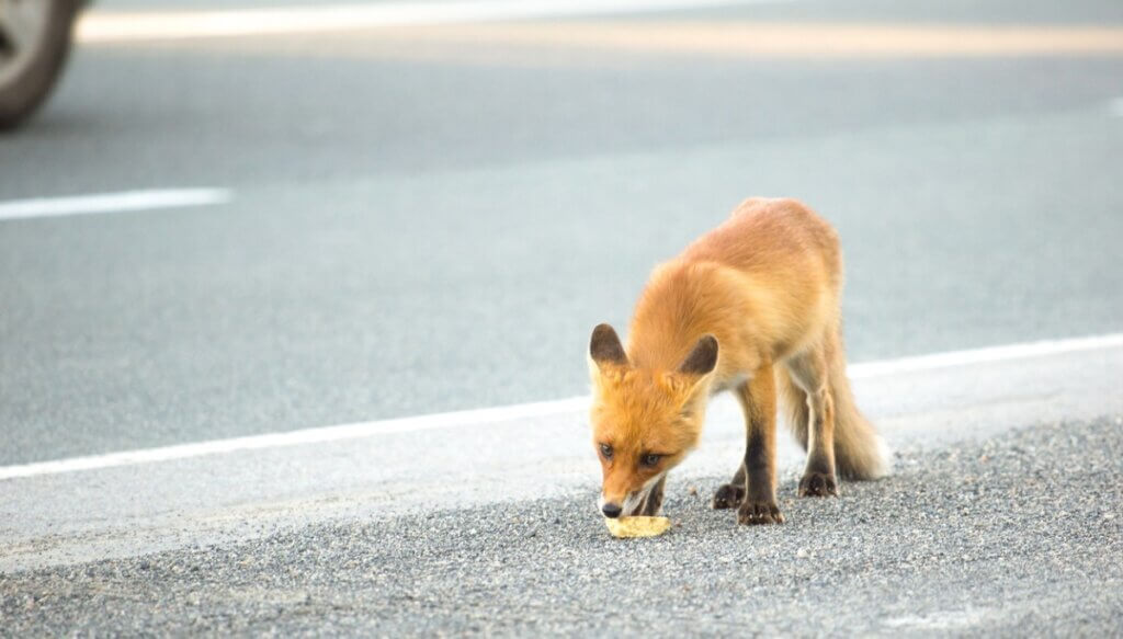 Raposa urbana comendo lixo.