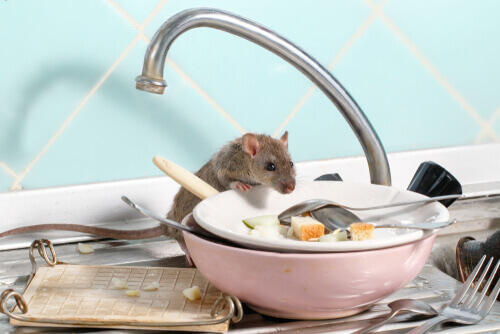 Doenças transmitidas por roedores