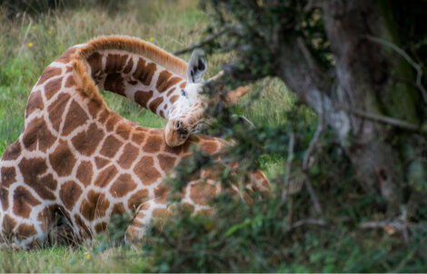 Girafas: um dos animais que dormem pouco