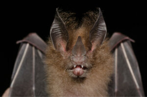 5 animais com o sentido de audição mais desenvolvido