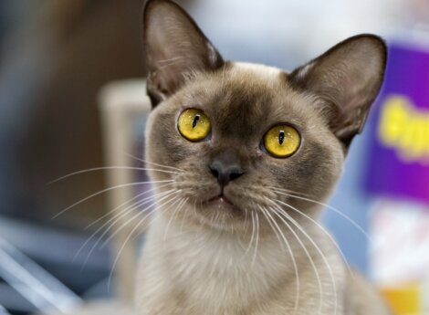 O rosto de um gato burmês.