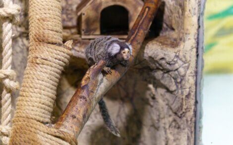 Sagui-pigmeu: um dos menores animais do mundo