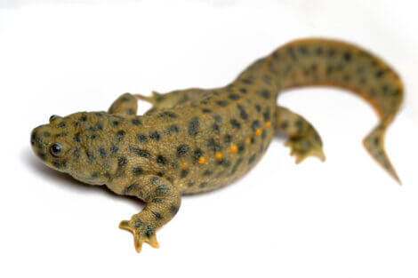 O maior anfíbio urodelo da Europa.