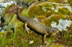 A salamandra-de-costelas-salientes: características e habitat