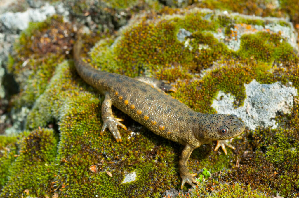 A salamandra-de-costelas-salientes: características e habitat