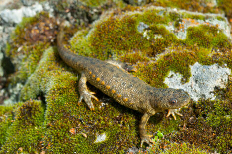Uma salamandra-de-costelas-salientes em uma pedra.