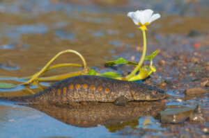 O maior anfíbio urodelo da Europa