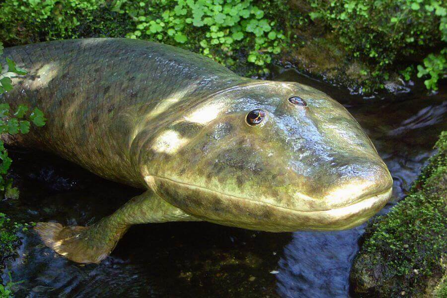 O primeiro animal a pisar na terra