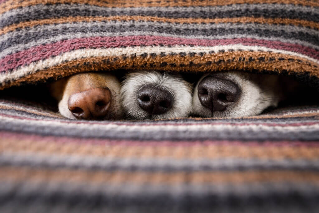 Quatro brincadeiras para estimular o olfato em cães