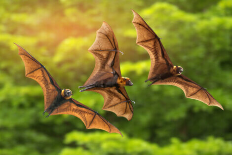 Três morcegos frugívoros voando.