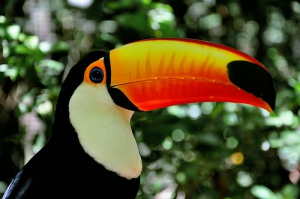 Biodiversidade: o tucano do Brasil