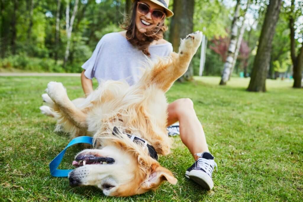 Por que os cães gostam tanto de carinho na barriga?
