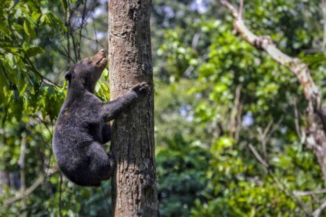 Um urso-malaio subindo em árvore.