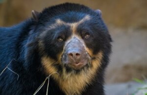 8 animais em perigo de extinção no Equador