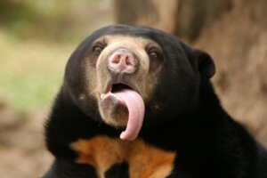 Urso-malaio: a menor espécie de urso do mundo
