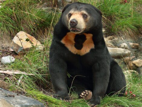 O rosto de um urso-malaio.