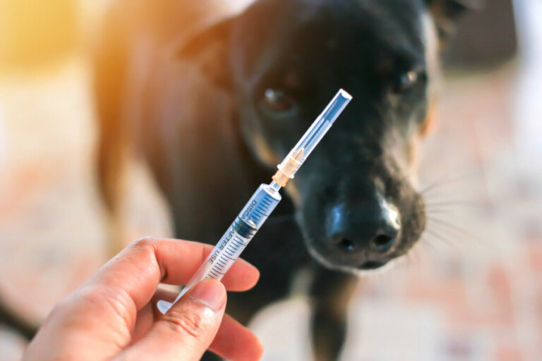 Calendário de vacinação dos cães: tudo o que você precisa saber