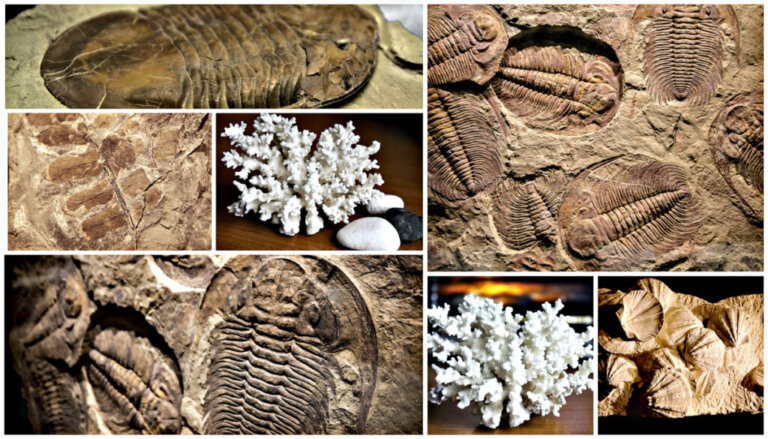 4 tipos de fósseis e suas características