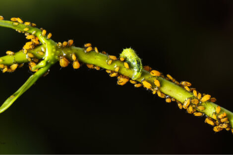 Uma larva de sirfídeo comendo pulgões.