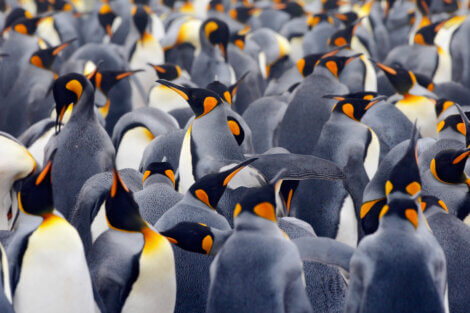 Uma população de pinguins-imperador.