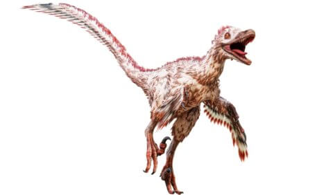 Um velociraptor em um fundo branco.