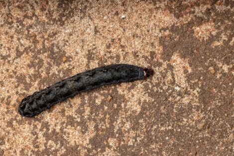 A cabeça de uma tiliqua.