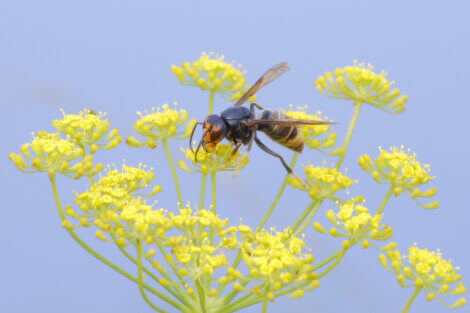 Uma vespa-asiática pousando em uma flor.