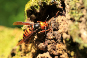O veneno da vespa-asiática: tudo o que você precisa saber