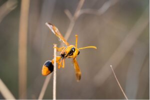 Vespa-oleira: tudo que você precisa saber