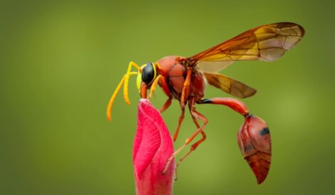Uma vespa-oleira em uma flor.