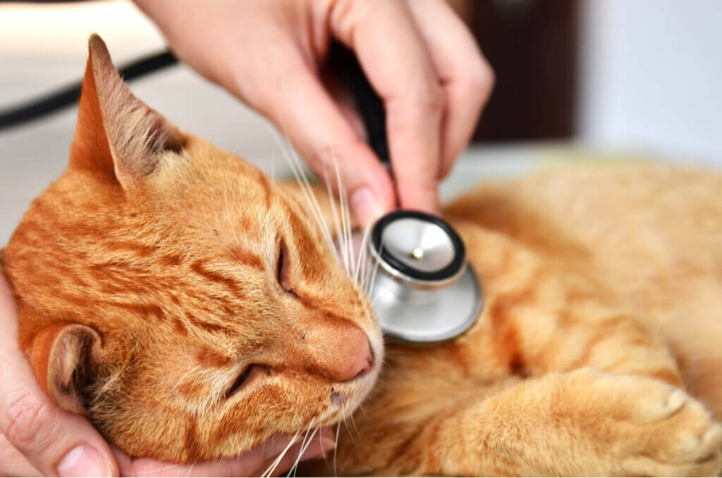 Hérnia diafragmática em gatos: causas e sintomas