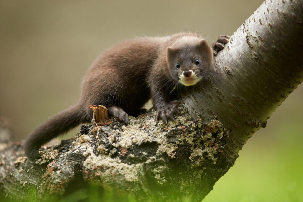 11 animais em risco de extinção na Espanha