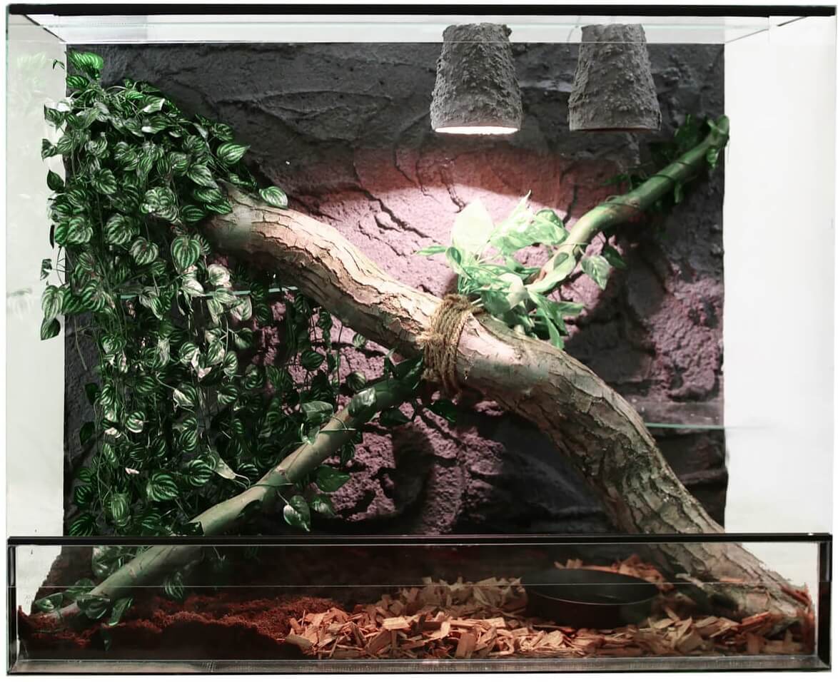 Um viveiro para Geckolepis maculata.