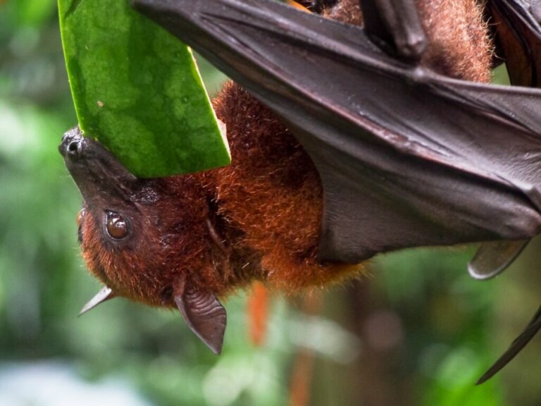 8 características de morcegos frugívoros Meus Animais