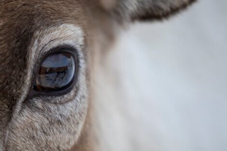 Um cervo com pelos nos olhos.